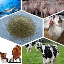 Animal Feed