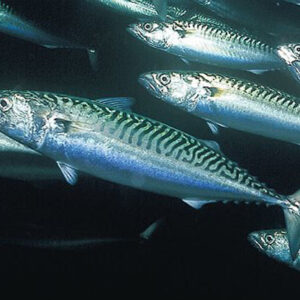 Fish -Mackerel, Tuna, Lobster, Sea cucumber