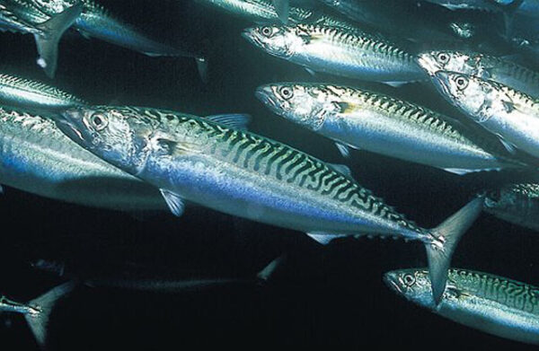 Fish -Mackerel, Tuna, Lobster, Sea cucumber