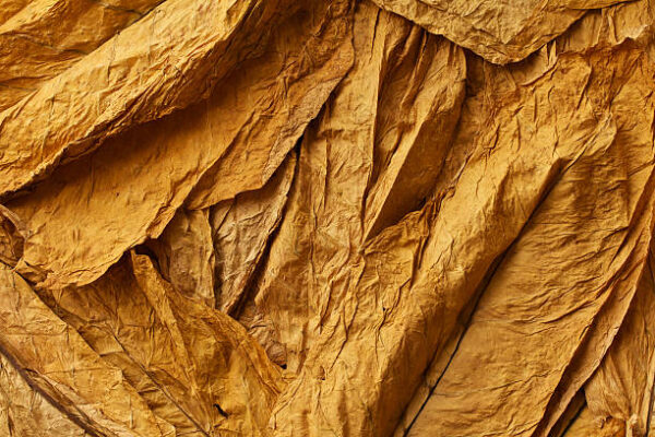 Virginia Tobacco Leaf